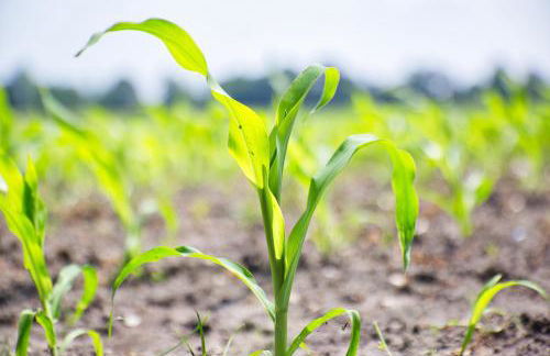 Bauernhofurlaub bei Familie Bokeloh - Foto 66
