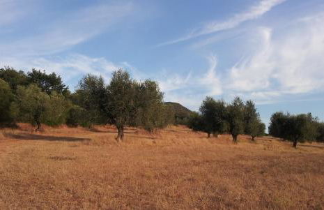 Bio Agriturismo Le Giunchiglie - Foto 18