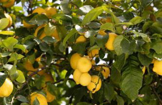 Villa Belvedere - Photo 20