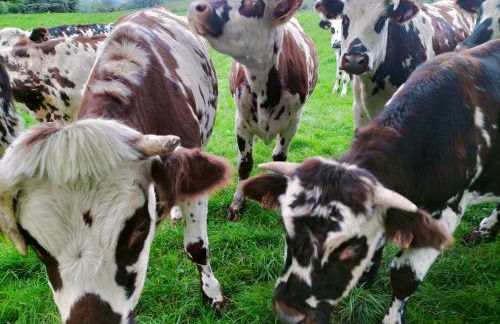 La roulotte de Jane - Foto 37