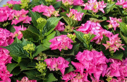 Apartments Seka - Foto 24