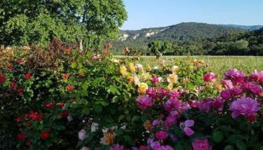 Luberon - Mas du Grand Saint Julien - Foto 5, Garden, Garden view