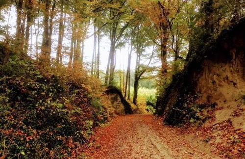 Apartment Kapellennest EuropaPark in ca 15 min erreichbar - Foto 38