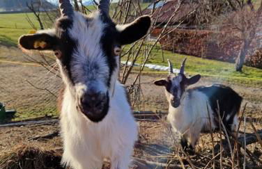 Schrödlhof - Foto 16