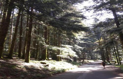 Rustic Holiday Home in Ortignano with Swimming Pool - Foto 72