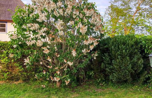 Strandhaus Alte Töpferei - Foto 67