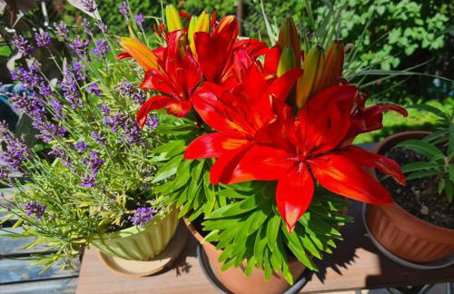 Happy Sparrow - Foto 80