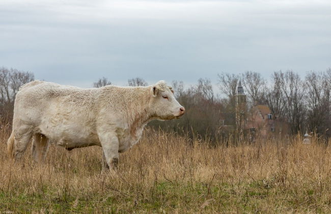 Holiday Home in De Punt With Pool & Garden - Photo 37