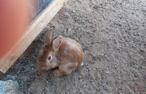 The Goulding Cottage and farm - 4 beds, 3 baths - Foto 6