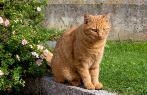 Appartement Birkenhof - Foto 13