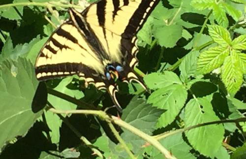 Sweet Creek - Photo 42