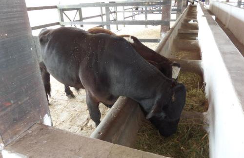 Flat Fazenda Cond Monte Castelo-Ao lado da Piscina - Foto 45