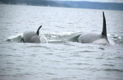 Hood Canal Resort in Union, WA - Foto 46