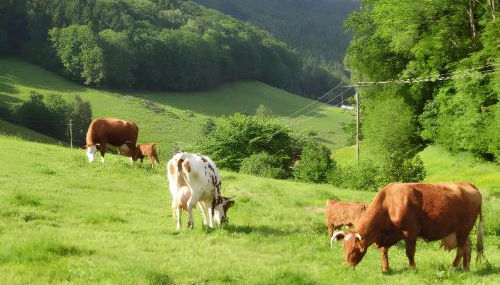 Heizmannshof - Foto 4