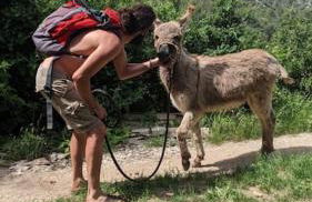 Cabayourte à la mauvaise herbe - Foto 17