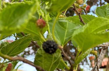 Lindo Sítio Estilo Moderno - Foto 66