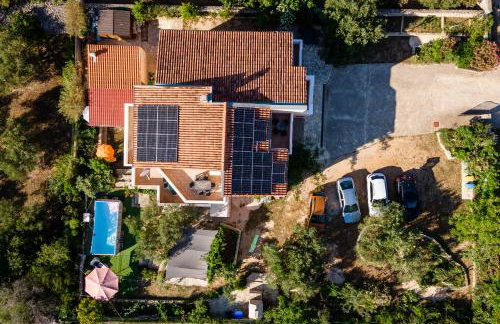 Dalmatian - Photo 44