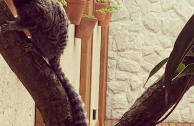 Casa com piscina em frente à Praia do Santinho - Foto 25