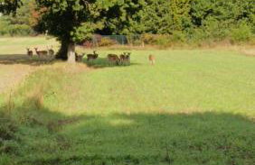 Domek w Ocyplu-Ocypelski Śpik ,Bory Tucholskie - Foto 23