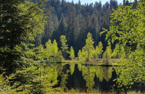 Ferienwohnung Tannenballett im Schwarzwald - Foto 50