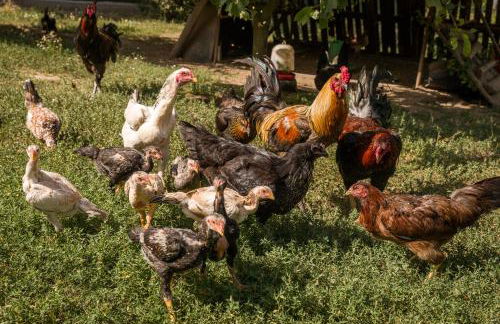 Casa de Ferreira Cinfães - Foto 30