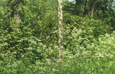 Hollybush Lodges - Foto 61