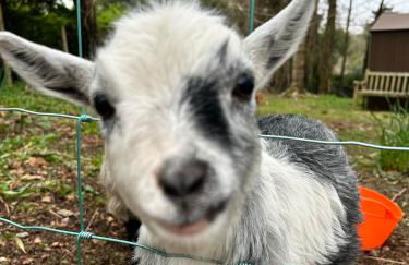 Stunning Edwardian Country Home Unwind - Foto 15