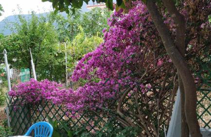 Nona's home - Foto 18