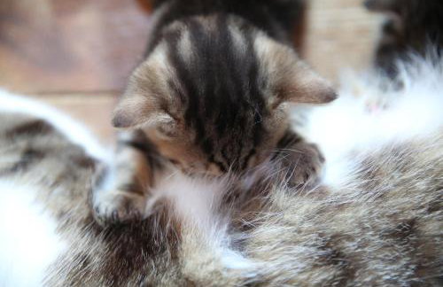 Uroczysko Skomackie - Foto 38