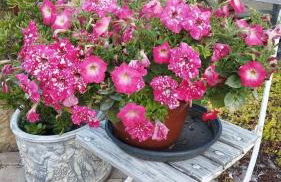 Sophienquelle Schweizermühle - Foto 22