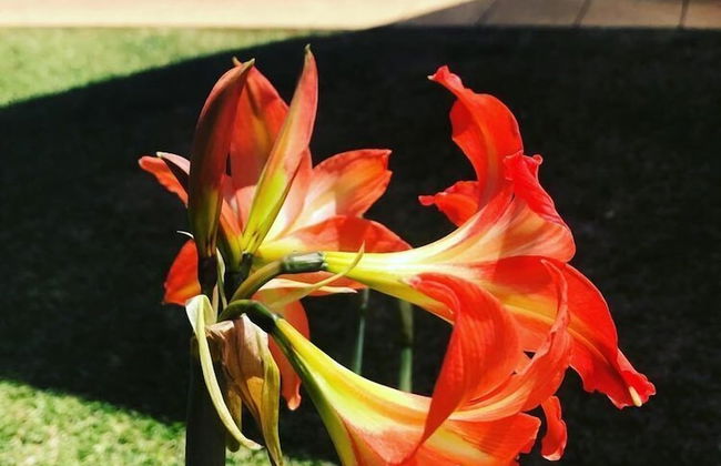 Kalbarri Murchison View Apartments - Foto 66