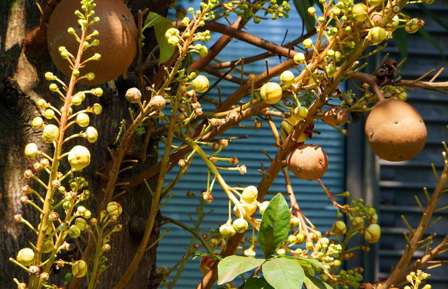 Casuarina Shores - Foto 68