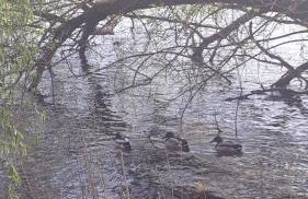 Ferienhaus am Schaalsee - Foto 14