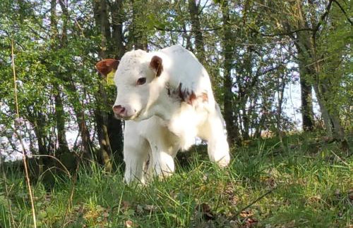 Betzemühle 1 Bauernhof - Photo 16