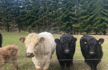 Stasiówka Gospodarstwo Agroturystyczne - Foto 24