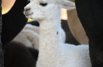 Landhaus Paco Ferienhaus für 12 Personen mit Alpakas, Sauna & Kamin - Foto 19