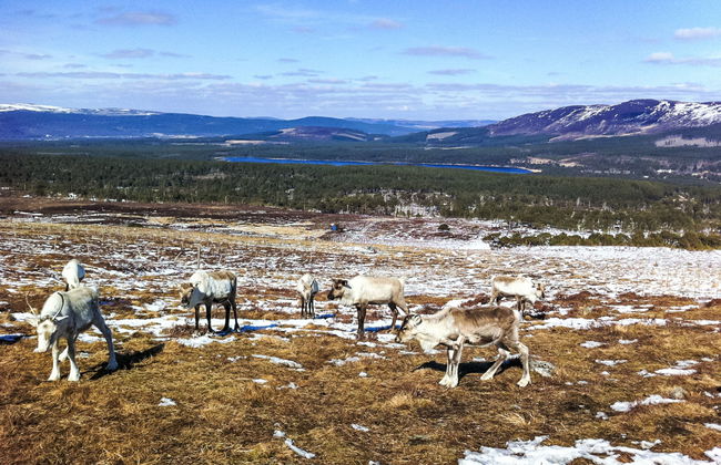 Craigmore Lodge - Foto 49