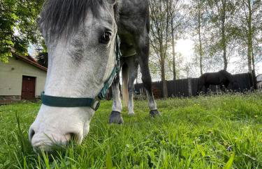 Stajnia Tarnowo Pałuckie - Foto 24