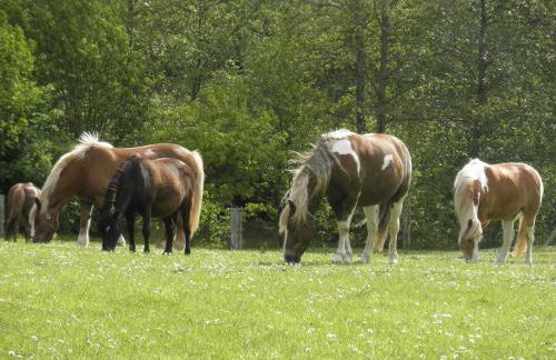4 Sterne Ferienwohnung Ostsee auf dem Ferienhof Röhling - Foto 17