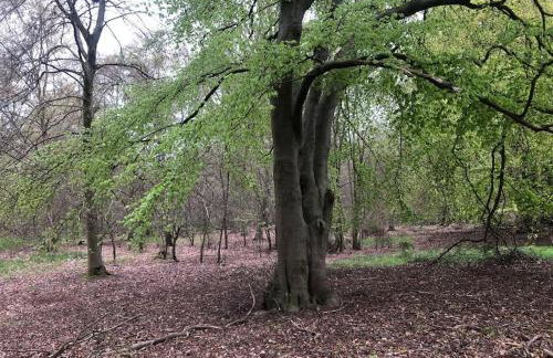 Wagtail Lodge - Foto 6