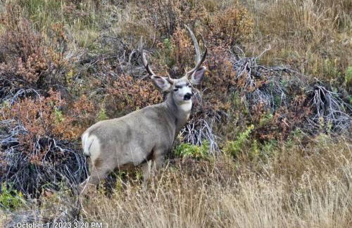 Moose Mtn Lodge/Luxury Cabin/Hot Tub/Fireplace - Foto 10