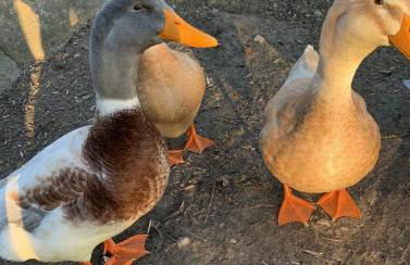 Hof Rabenstein Ostsee bei Kühlungsborn - Foto 32