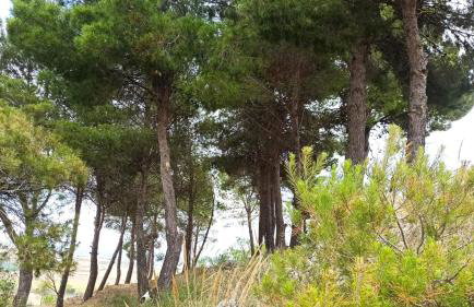 Casa Rural MONTE VERDE - Photo 4