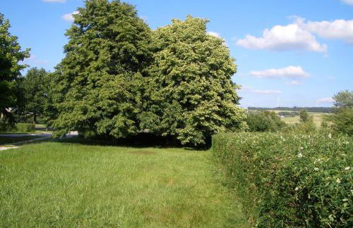 Lindenhof Hahn - Foto 14