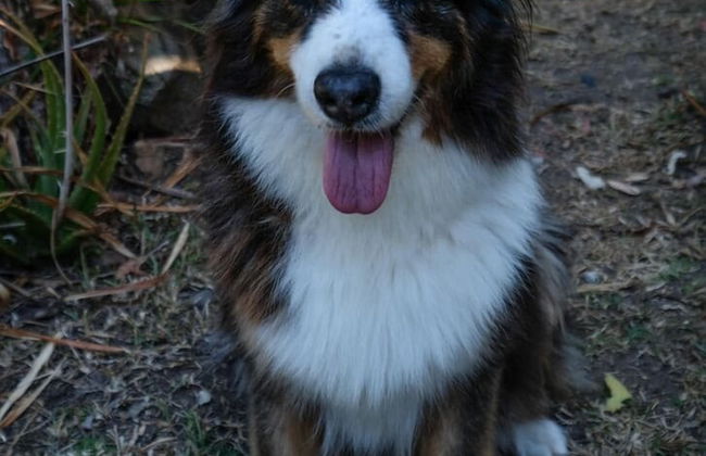 Wildlife Holiday Home - Foto 16