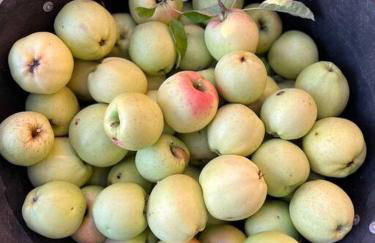 FeWo Hof-Idyll mit FassSauna / Spielplatz für Kids - Foto 19