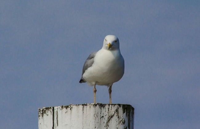 Reethuus Sud Modern Retreat - Foto 24