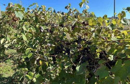 Casa Ambrogina - Foto 38