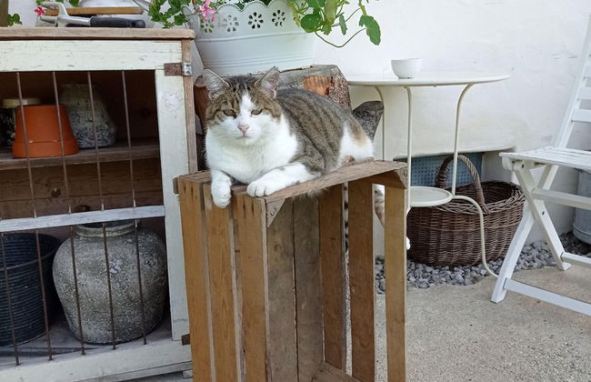 Rossweid hut With a Fantastic View - Foto 38