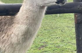 La maison d'Apolline - Photo 49